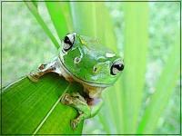 frog on leaf 